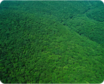 Paisagem de visão aérea do topo de florestas